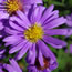 Aster nova-belgii Royal Opal